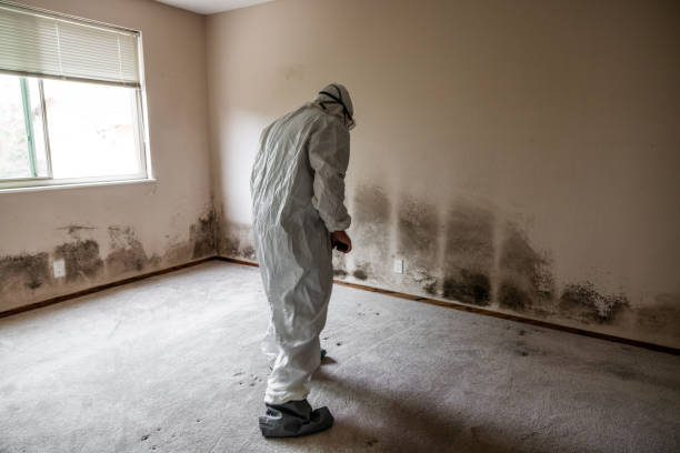 Best Residential Mold Remediation in Four Oaks, NC